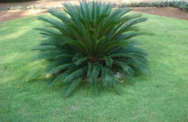 CYCAS REVOLUTA -3